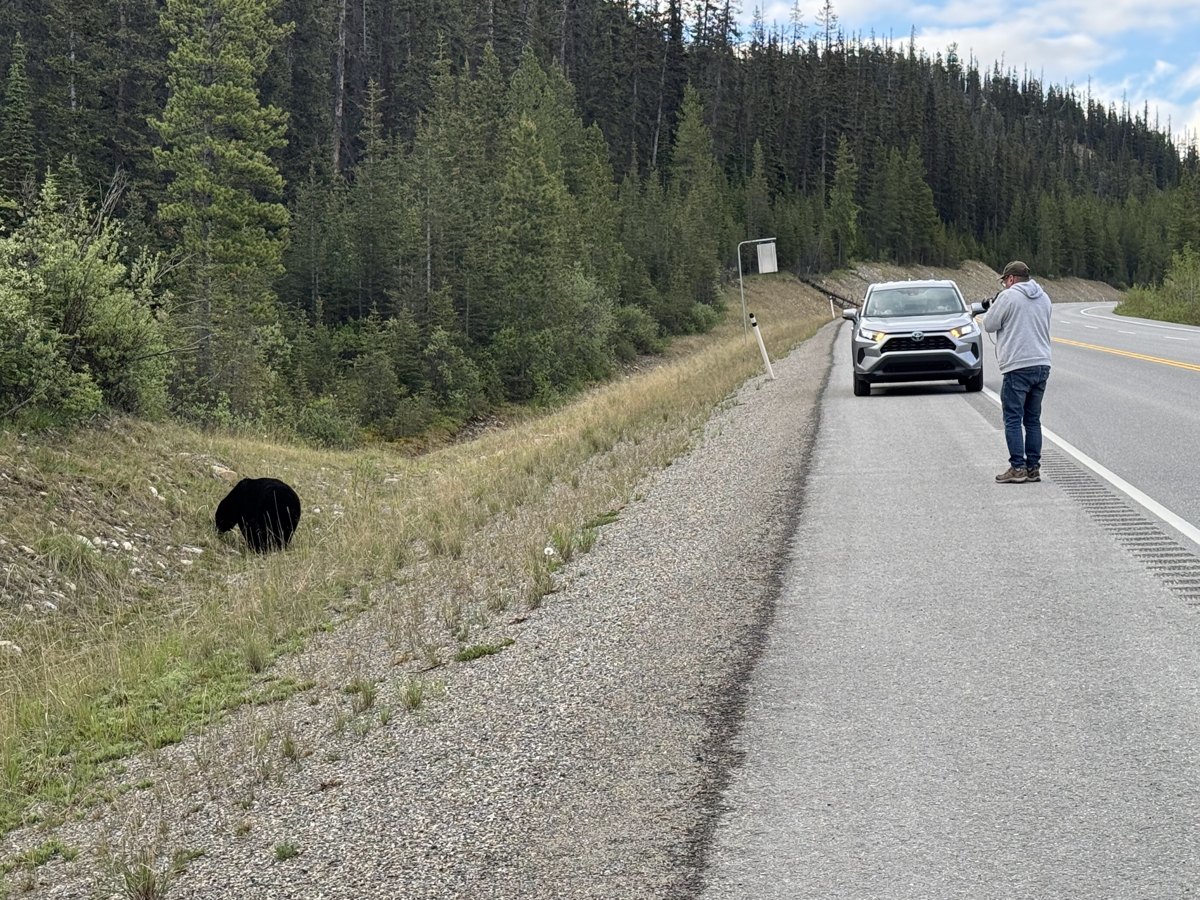 Un ours noir au bord de la route dans les Rocheuses canadiennes – Bernhard Houy en voyage